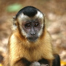 The Monkey Sanctuary