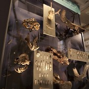 The Museum of Somerset