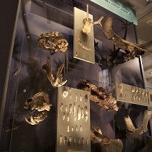 The Museum of Somerset