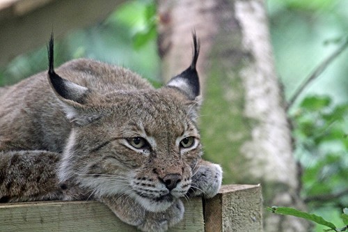 The Wildwood Trust
