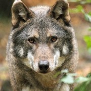 The Wildwood Trust