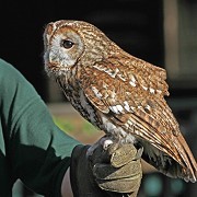 The Wildwood Trust