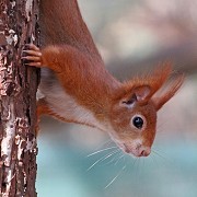 The Wildwood Trust