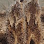 Twycross Zoo - © Twycross Zoo