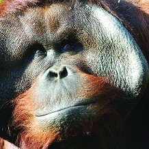 Twycross Zoo - &copy; Twycross Zoo
