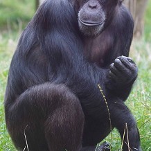 Twycross Zoo - &copy; Twycross Zoo