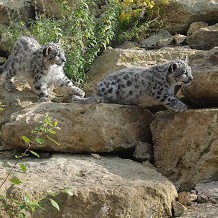Twycross Zoo - &copy; Twycross Zoo