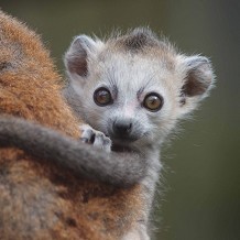 Twycross Zoo - &copy; Twycross Zoo
