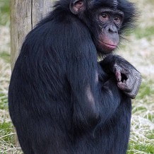Twycross Zoo - &copy; Twycross Zoo