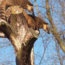 Twycross Zoo - &copy; Twycross Zoo