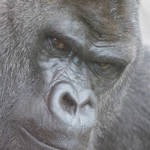 Twycross Zoo - &copy; Twycross Zoo