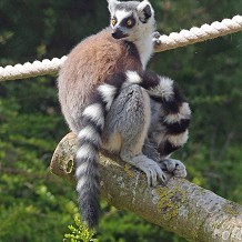 Twycross Zoo - &copy; Twycross Zoo