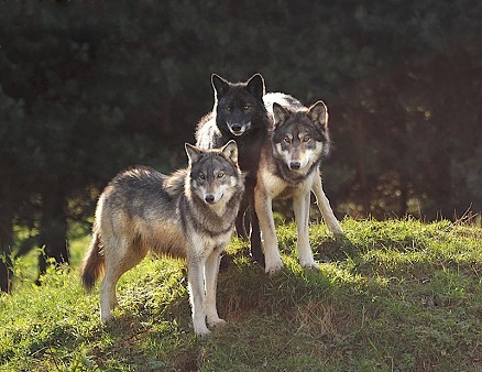 UK Wolf Conservation Trust