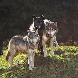 UK Wolf Conservation Trust