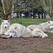 UK Wolf Conservation Trust