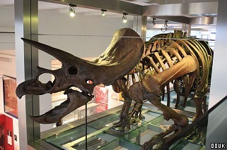 Ulster Museum