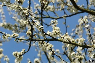 Wat Tyler Country Park