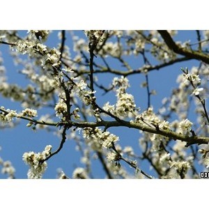 Wat Tyler Country Park