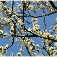 Wat Tyler Country Park