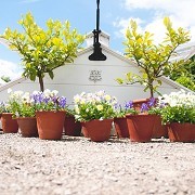 West Dean Gardens