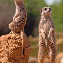 West Midland Safari and Leisure Park