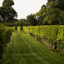 Yorkshire Heart  Vineyard & Brewery