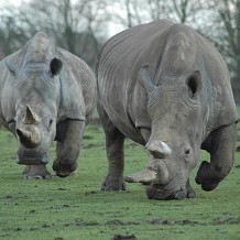 ZSL Whipsnade Zoo