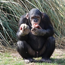 ZSL Whipsnade Zoo