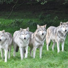 ZSL Whipsnade Zoo