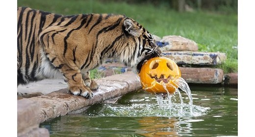 Pumpkin Bobbing for Tigers