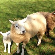 Sheep and Lamb by AlmondValley