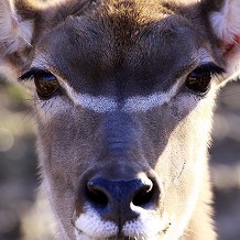Colchester Zoo -  by bs3