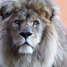 Colchester Zoo -  by bs3