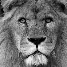 Colchester Zoo -  by bs3