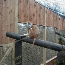 Colchester Zoo - funky munky by fuzzyfish