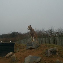 Colchester Zoo - king of the castle by fuzzyfish