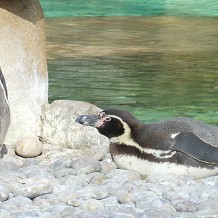 ZSL London Zoo - Penguin by mandikings