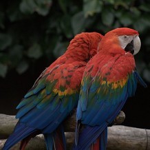 Colchester Zoo - Parrot by Peter