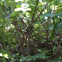 Colchester Zoo - One of the Monkeys i sponsored at Colchester Zoo by Stuart
