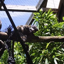 Colchester Zoo - Another one of the Emperor Tamarins by Stuart