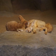 Colchester Zoo - I forget their names but they are some sort of fox by Stuart