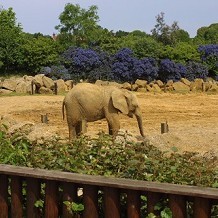 Colchester Zoo - Elephant at Colchester Zoo by Stuart
