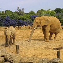 Colchester Zoo - Big and little elephant by Stuart