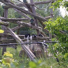 Colchester Zoo - Some more monkey things by Stuart
