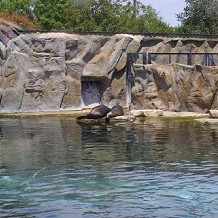 Colchester Zoo - Sea Lions in the enclousure by Stuart