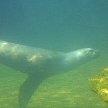 Colchester Zoo - An attempt to take a picture of the Sea Lions from the underwater tunnel by Stuart