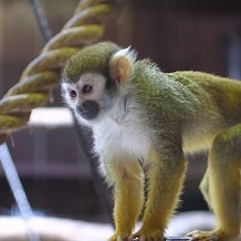 Colchester Zoo - A very cute Spider Monkey at Colchester Zoo by Stuart