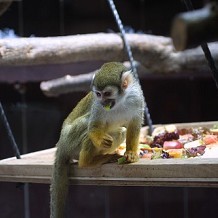 Colchester Zoo - Spider Monkey having a bite to eat by Stuart