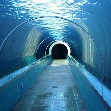 Colchester Zoo - Sea Lion tunnel at Colchester Zoo by Stuart