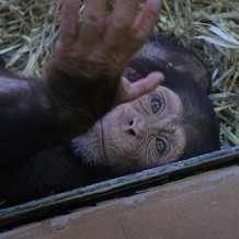 Colchester Zoo - Baby Chimp by Stuart